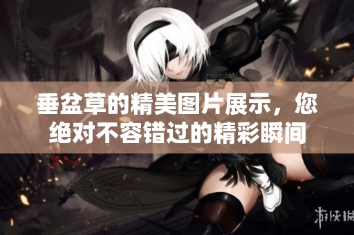 垂盆草的精美图片展示，您绝对不容错过的精彩瞬间