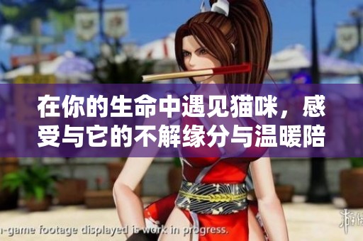 在你的生命中遇见猫咪，感受与它的不解缘分与温暖陪伴