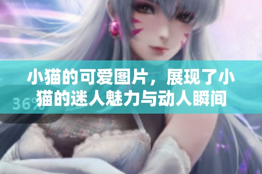 小猫的可爱图片，展现了小猫的迷人魅力与动人瞬间